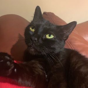 Meet your Posher, Hugo